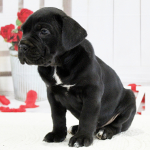 Cane Corso Puppy Baylee