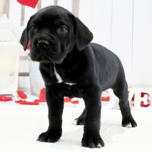 Cane Corso Puppy Baylee