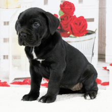 Cane Corso Puppy Baylee