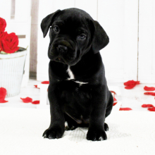 Cane Corso Puppy Baylee