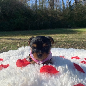 Yorkshire Terrier Puppy Lola