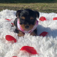 Yorkshire Terrier Puppy Lola