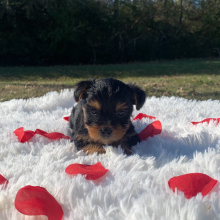 Yorkshire Terrier Puppy Lola