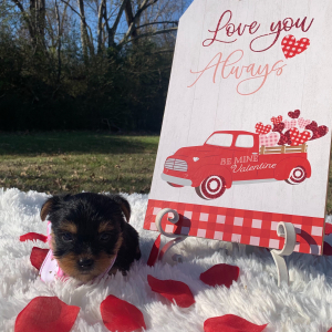 Yorkshire Terrier Puppy Lola