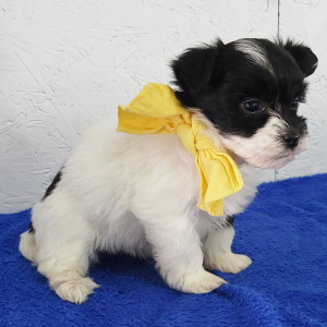Havanese Puppy Kyrie