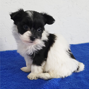Havanese Puppy Kyrie