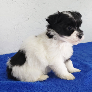 Havanese Puppy Kyrie