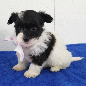 Havanese Puppy Kyrie