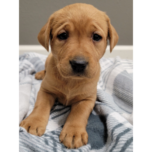 Labrador Retriever Puppy Beth