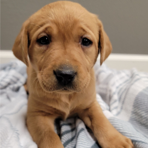 Labrador Retriever Puppy Beth