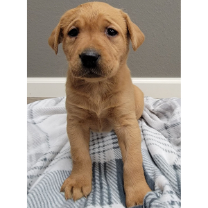 Labrador Retriever Puppy Beth