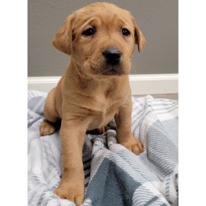 Labrador Retriever Puppy Beth