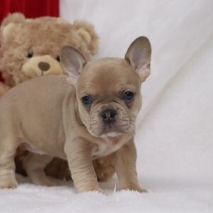 French Bulldog Puppy Novah