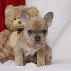 French Bulldog Puppy Novah