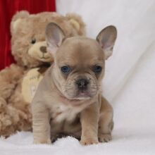 French Bulldog Puppy Novah