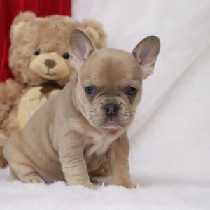 French Bulldog Puppy Novah