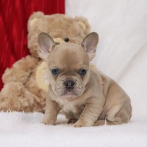 French Bulldog Puppy Novah