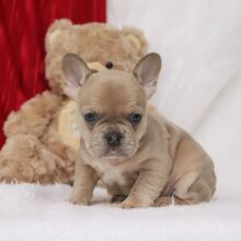 French Bulldog Puppy Novah
