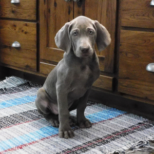 Weimaraner Puppy Nalani