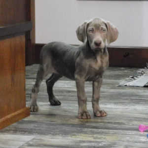 Weimaraner Puppy Nalani