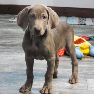Weimaraner Puppy Nalani