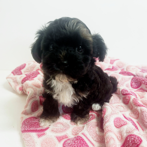 Maltipoo Puppy Henry