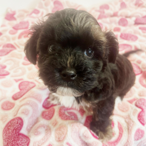 Maltipoo Puppy Henry
