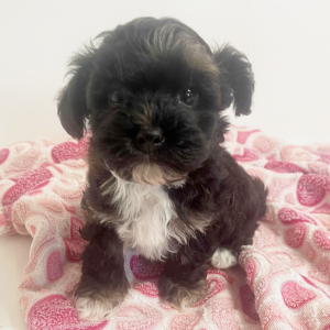 Maltipoo Puppy Henry