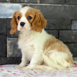 Cavalier King Charles Spaniel Puppy Pezzi