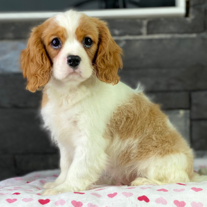 Cavalier King Charles Spaniel Puppy Pezzi