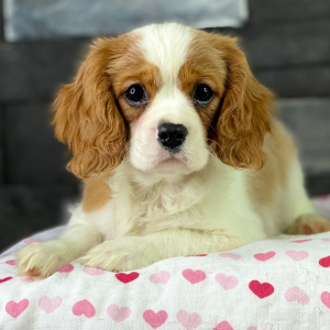 Cavalier King Charles Spaniel Puppy Pezzi