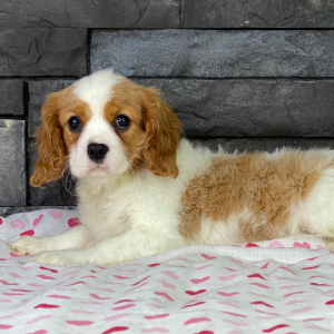 Cavalier King Charles Spaniel Puppy Pezzi