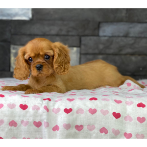 Cavalier King Charles Spaniel Puppy Taya