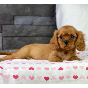 Cavalier King Charles Spaniel Puppy Taya