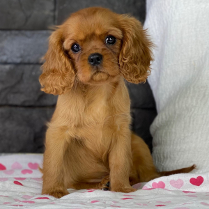 Cavalier King Charles Spaniel Puppy Taya