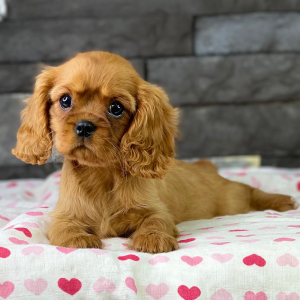 Cavalier King Charles Spaniel Puppy Taya