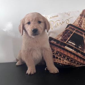 Golden Retriever Puppy Courtly