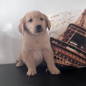Golden Retriever Puppy Courtly