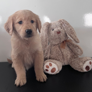 Golden Retriever Puppy Courtly