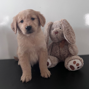 Golden Retriever Puppy Courtly