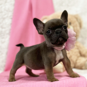 French Bulldog Puppy Cutie