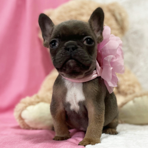 French Bulldog Puppy Cutie
