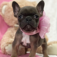 French Bulldog Puppy Cutie