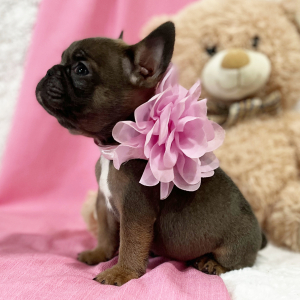 French Bulldog Puppy Cutie