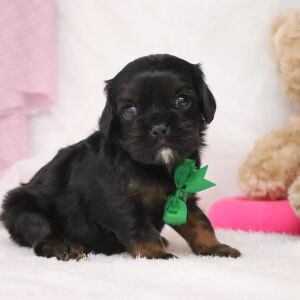 Cavalier King Charles Spaniel Puppy Ronnie