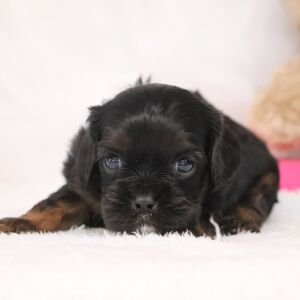 Cavalier King Charles Spaniel Puppy Ronnie