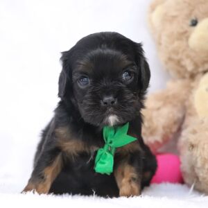 Cavalier King Charles Spaniel Puppy Ronnie