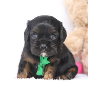Cavalier King Charles Spaniel Puppy Ronnie