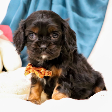 Cavalier King Charles Spaniel Puppy Ronnie