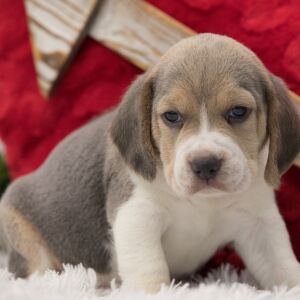 Beagle Puppy Chase
